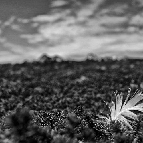 FEUG1199_BW